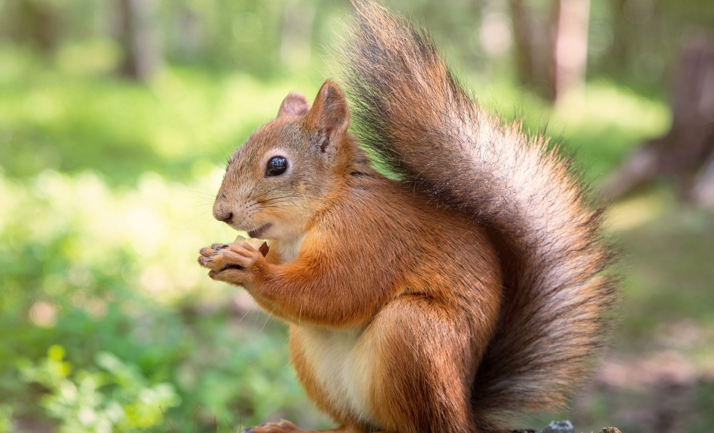 City squirrels are reproducing faster - thanks to humans