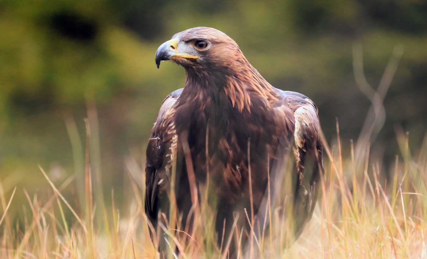 Golden Eagles are quietly vanishing from Nevada