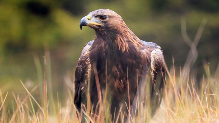 Golden Eagles are quietly vanishing from Nevada