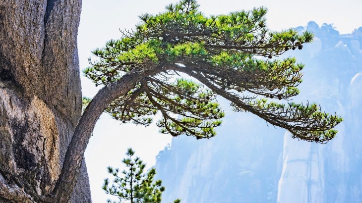 Ancient wood uncovers a lost era of rains that fueled early China