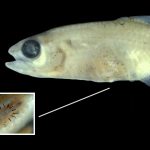 2025/12/amazonian-tiny-fish-new-organ-discovery.jpg