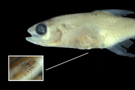 2025/12/amazonian-tiny-fish-new-organ-discovery.jpg
