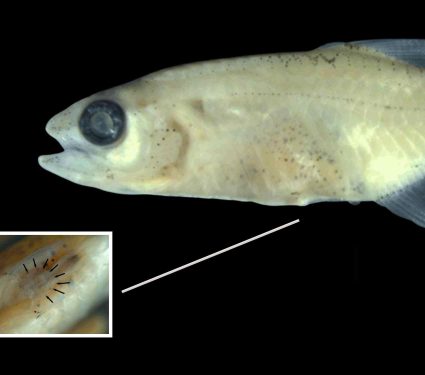 2025/12/amazonian-tiny-fish-new-organ-discovery.jpg
