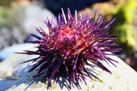 2025/12/Sea-urchin-brain.jpg