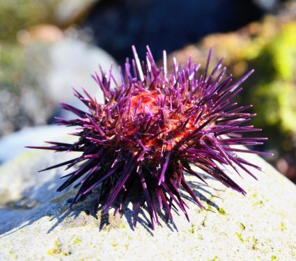 2025/12/Sea-urchin-brain.jpg