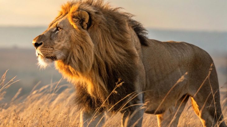Lion 'accents' reveal a surprisingly complex language