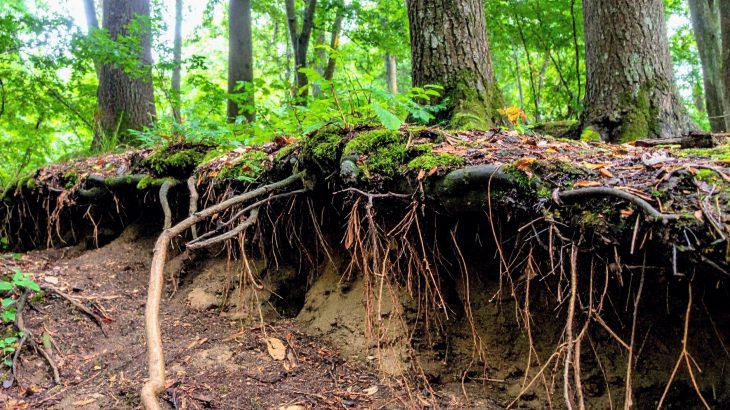 Forest soils release less nitrogen as moisture disappears