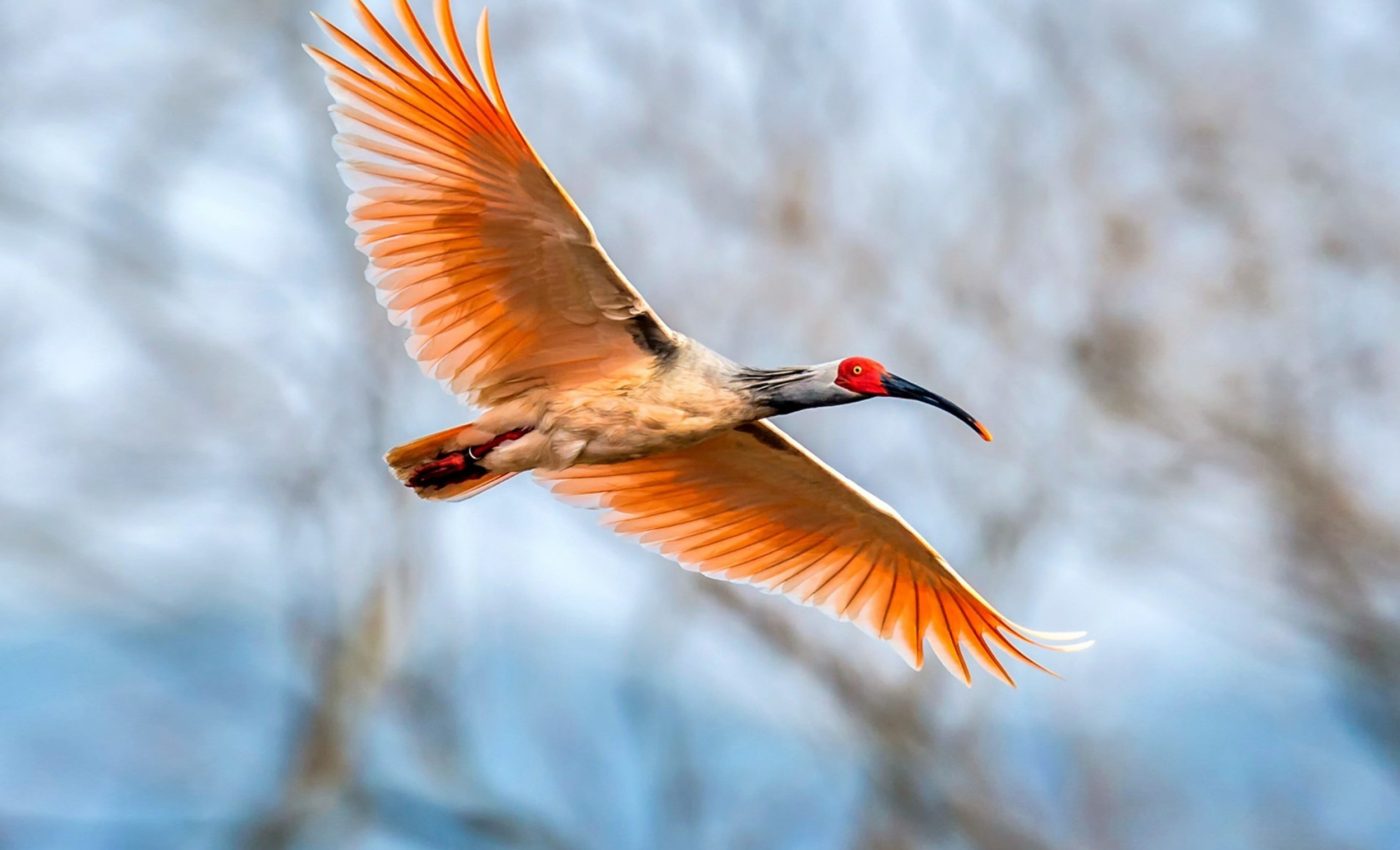 When conservation backfires: Saving one species can endanger the rest