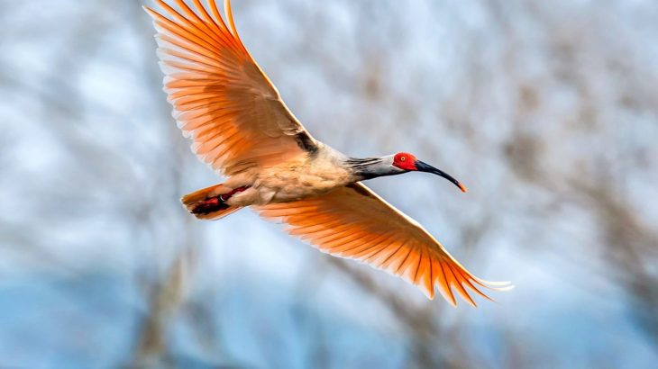 When conservation backfires: Saving one species can endanger the rest