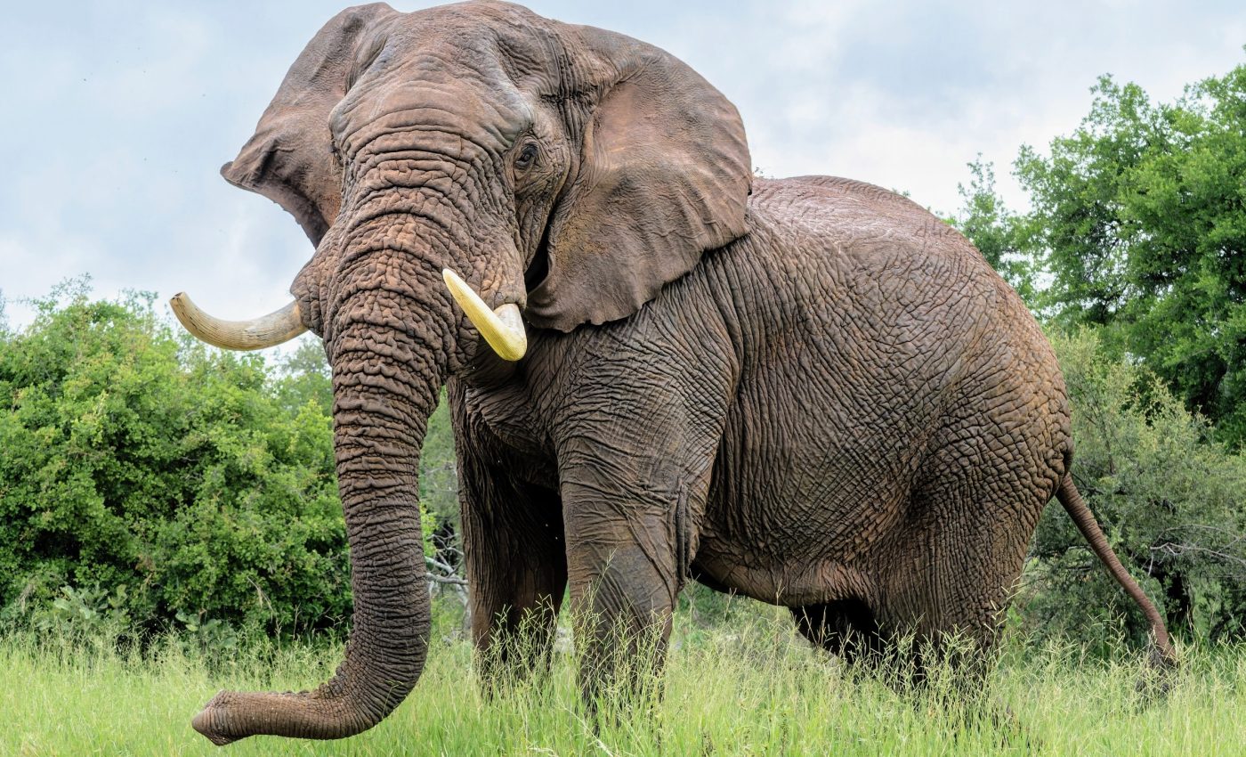 How bees could help farmers live safely with elephants