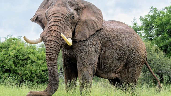 How bees could help farmers live safely with elephants