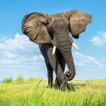 Close,Encounter,With,A,Bull,Elephant,From,A,Boat.,African