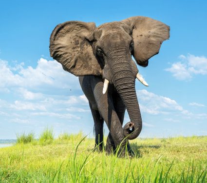 Close,Encounter,With,A,Bull,Elephant,From,A,Boat.,African