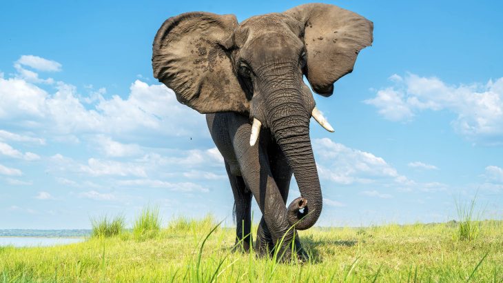 How bees could help farmers live safely with elephants