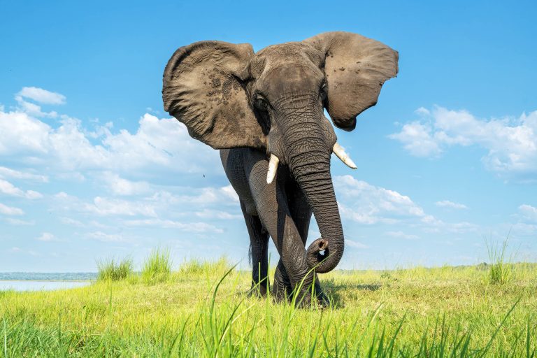 How bees could help farmers live safely with elephants