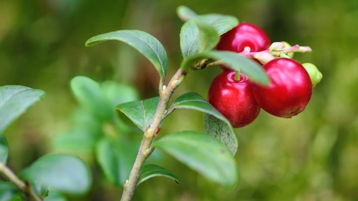 Early humans relied on plant foods much more than expected