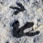 2025/12/Dinosaur-tracks.jpg