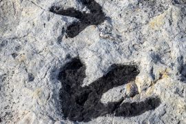 2025/12/Dinosaur-tracks.jpg