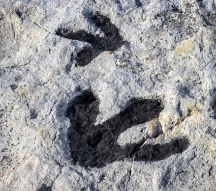 2025/12/Dinosaur-tracks.jpg