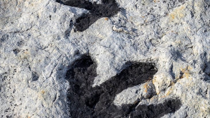 Thousands of dinosaur tracks found in Bolivia set a new world record