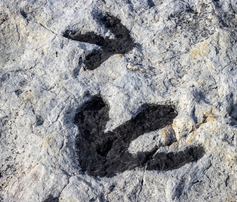 2025/12/Dinosaur-tracks.jpg