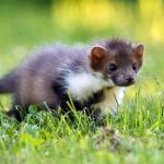 2025/12/weasel_new-species_Mustela-mopbie_1m.jpg