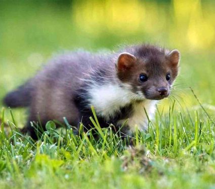 2025/12/weasel_new-species_Mustela-mopbie_1m.jpg