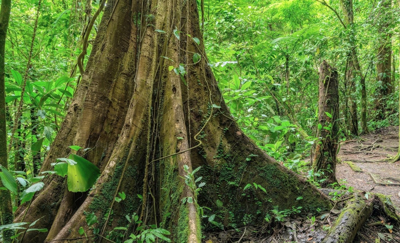 Tropical trees are growing deeper roots to survive droughts