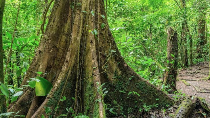 Tropical trees are growing deeper roots to survive droughts