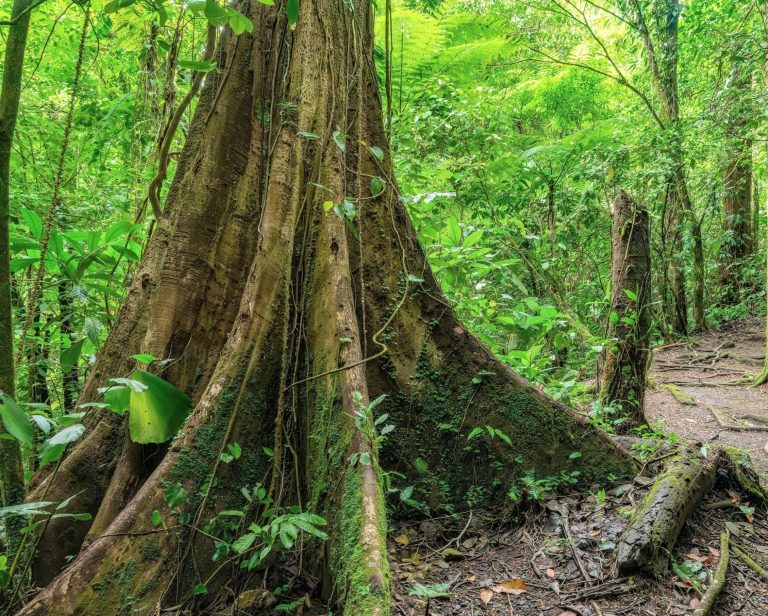 Tropical trees are growing deeper roots to survive droughts
