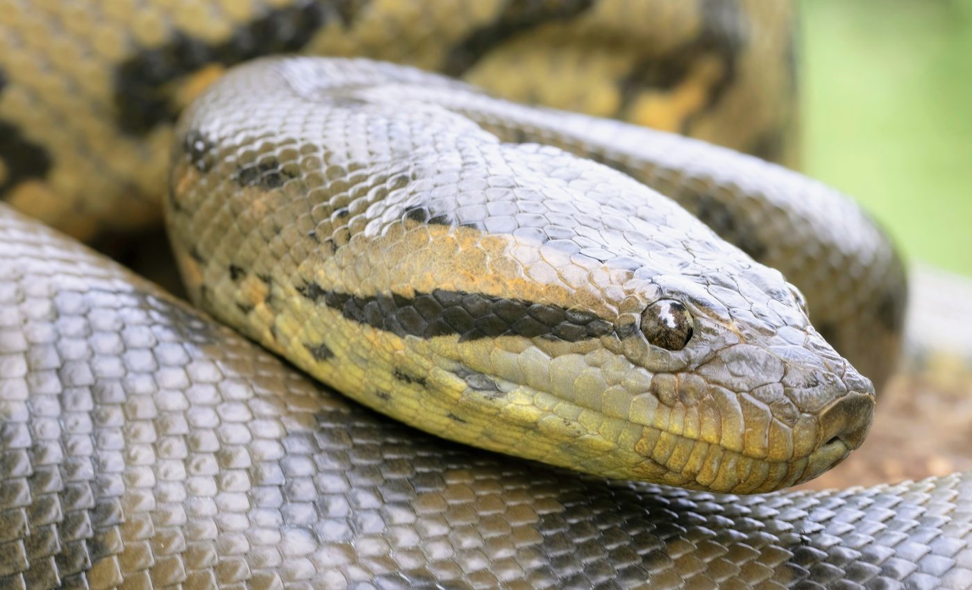 Anacondas were already giants 12 million years ago