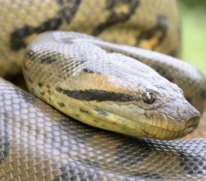 2025/12/Giant-anaconda.jpg