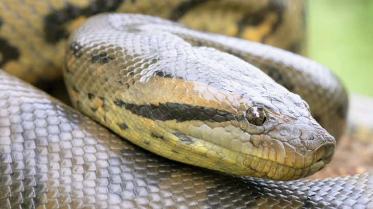 Anacondas were already giants 12 million years ago