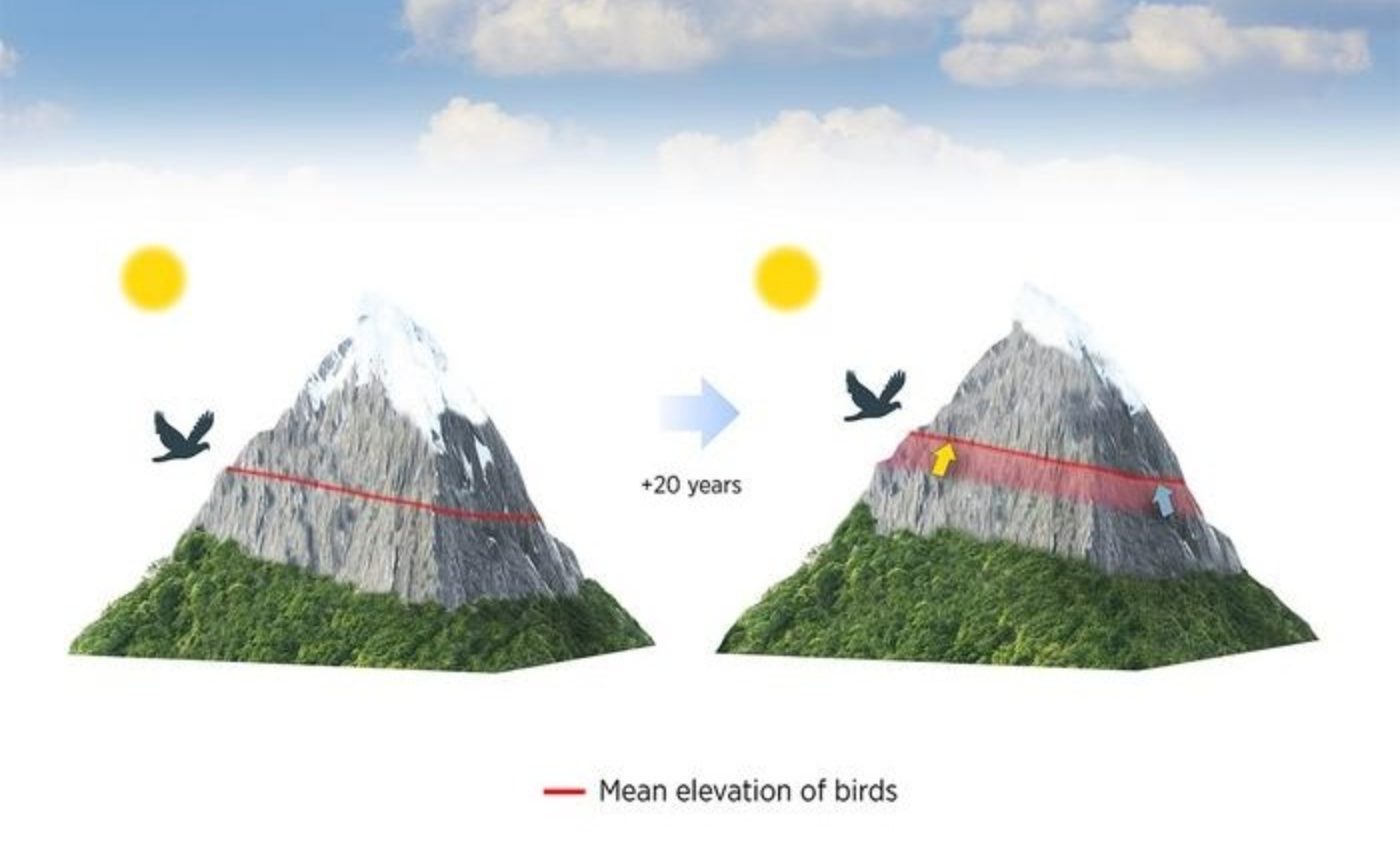 Mountain birds are climbing higher every year to escape warming
