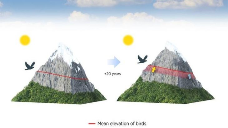 Mountain birds are climbing higher every year to escape warming