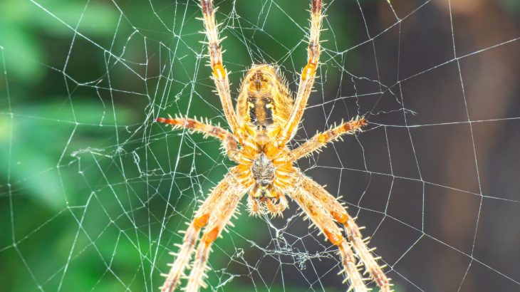 Biophobia: How the fear of nature harms public health