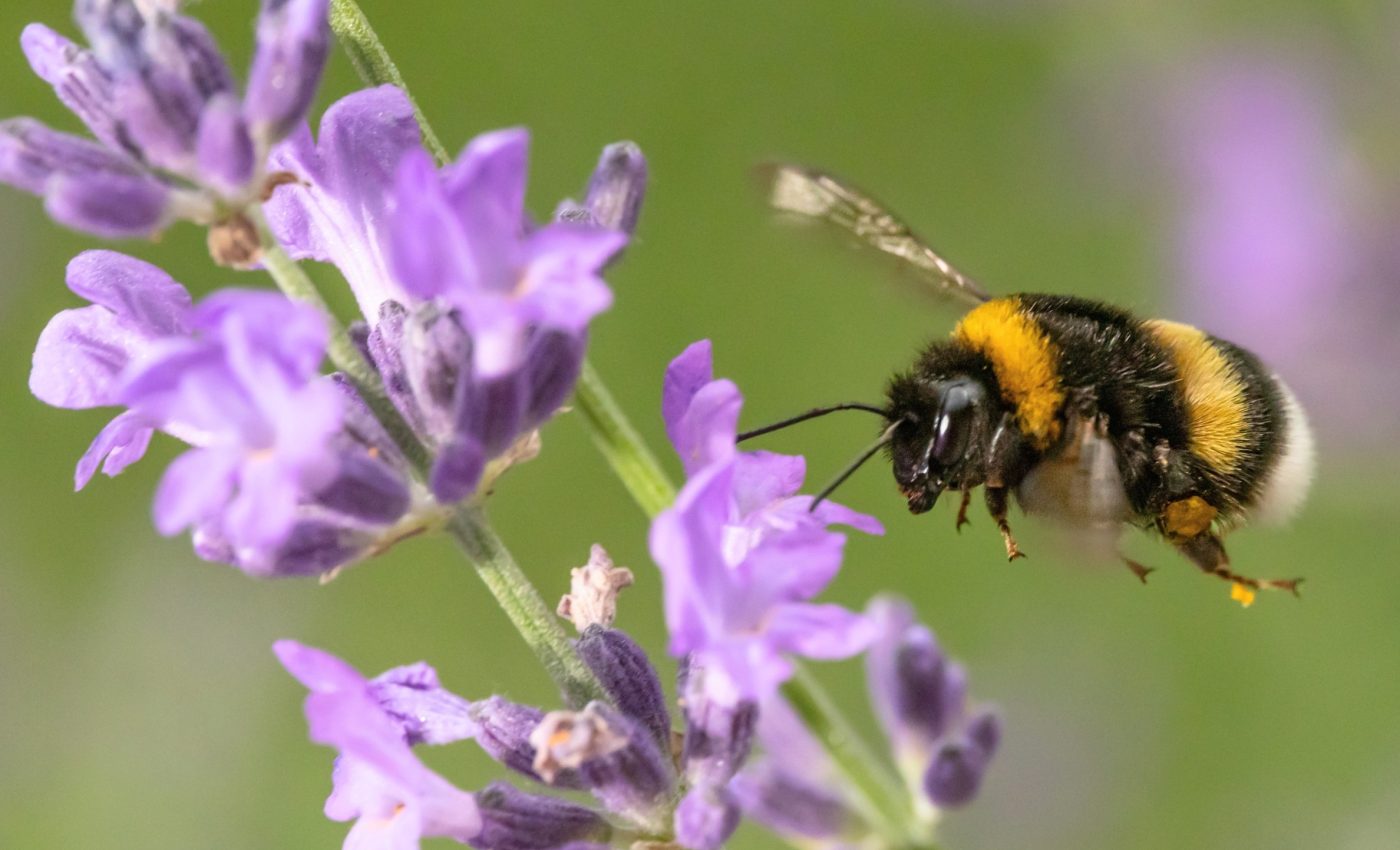 Bumblebee colonies have a surprisingly organized defense drill