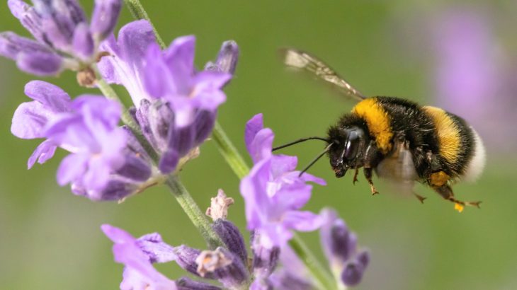Bumblebee colonies have a surprisingly organized defense drill