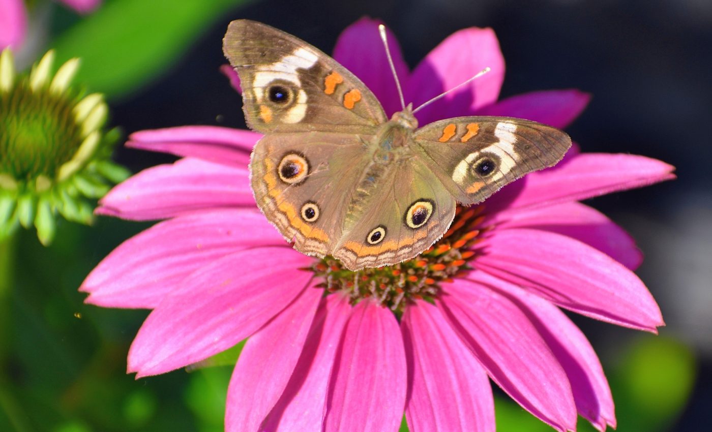 How a prairie butterfly’s vision shifts with the seasons