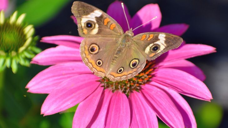 How a prairie butterfly’s vision shifts with the seasons
