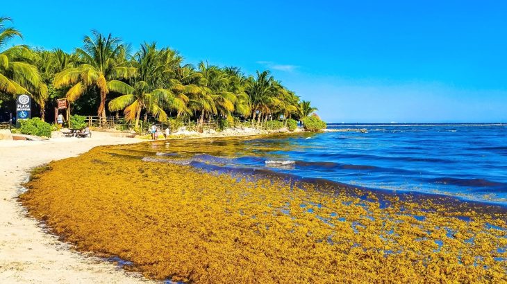 Sargassum is exploding on beaches but vanishing where it matters