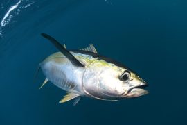 The ocean crisis driving a seafood revolution