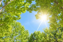 Hidden tree survival strategy