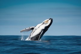 Whales are getting lost in noisy oceans