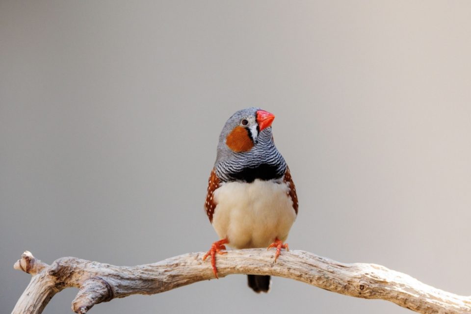 The biology behind birds singing at sunrise