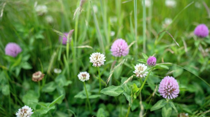 Mixed grasslands grow more food with less fertilizer