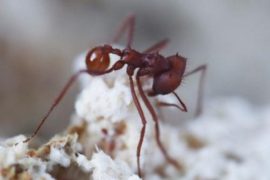 Escovopsis-and-ant.jpg