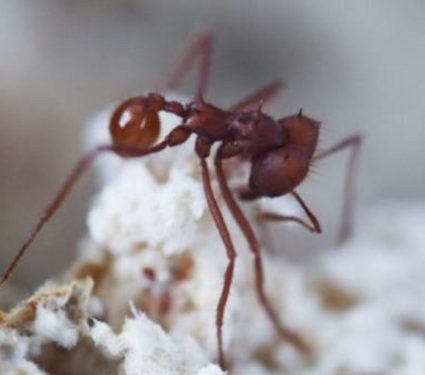 Escovopsis-and-ant.jpg