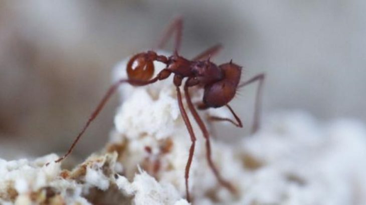 Ancient fungus predates its ant partners by 18 million years