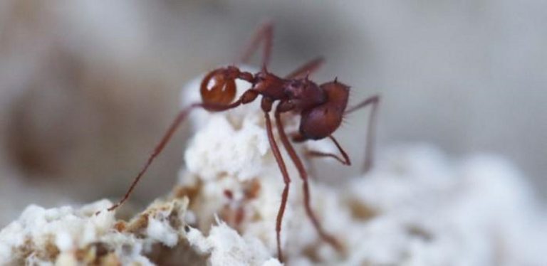 Escovopsis-and-ant.jpg